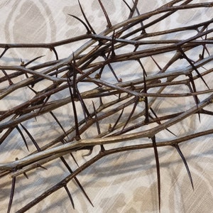 May include: Close-up of a collection of thorny branches. The branches are a mix of light brown and dark brown, with sharp, dark thorns protruding from them. The branches are arranged in a tangled, overlapping pattern.