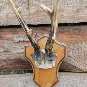 Old Genuine antler wild deer horn roe deer trophy horns with skull rustic Wall decor key rack natural horn bone jewelry finding rare horn