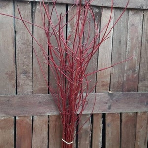 Può includere: Un fascio di rami di corniolo rosso vivo, legati con uno spago bianco. I rami sono su uno sfondo di assi di legno invecchiato, creando un'estetica rustica. Ideale per composizioni floreali o esposizioni decorative.