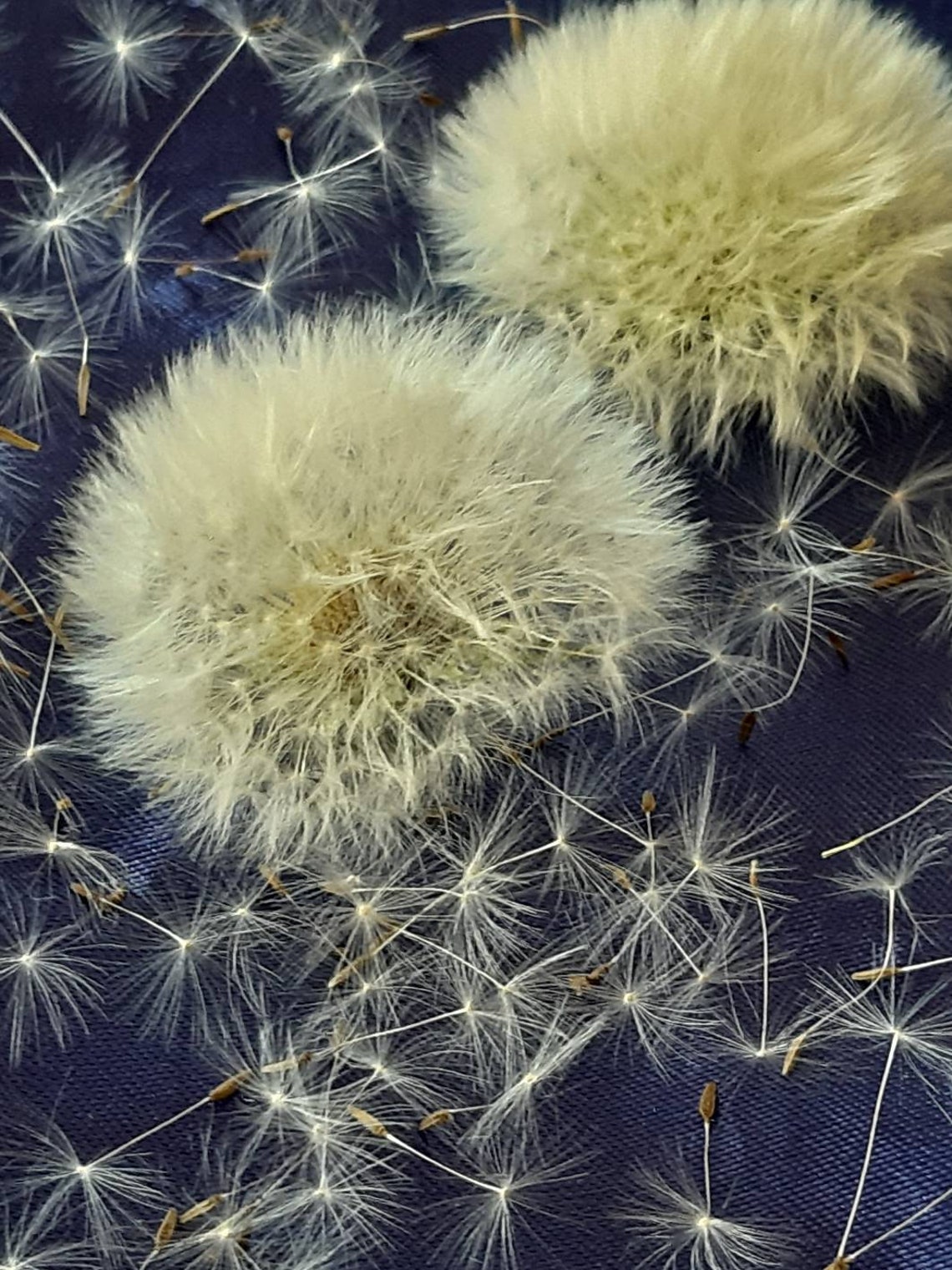 25 Dried Dandelion heads dandelion buds craft dried flowers Etsy