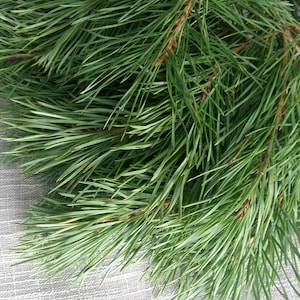 Può includere: Primo piano di aghi e rami di pino verde fresco. Gli aghi sono lunghi e sottili, con un colore verde vibrante. I rami hanno una corteccia marrone e strutturata. Lo sfondo è un tessuto grigio chiaro strutturato.
