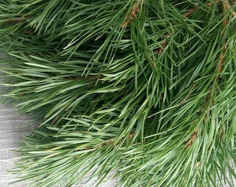 25 fresh cut pine branches natural pine needles green garland pine greenery wedding forest garland supply woodland branches mantel garland