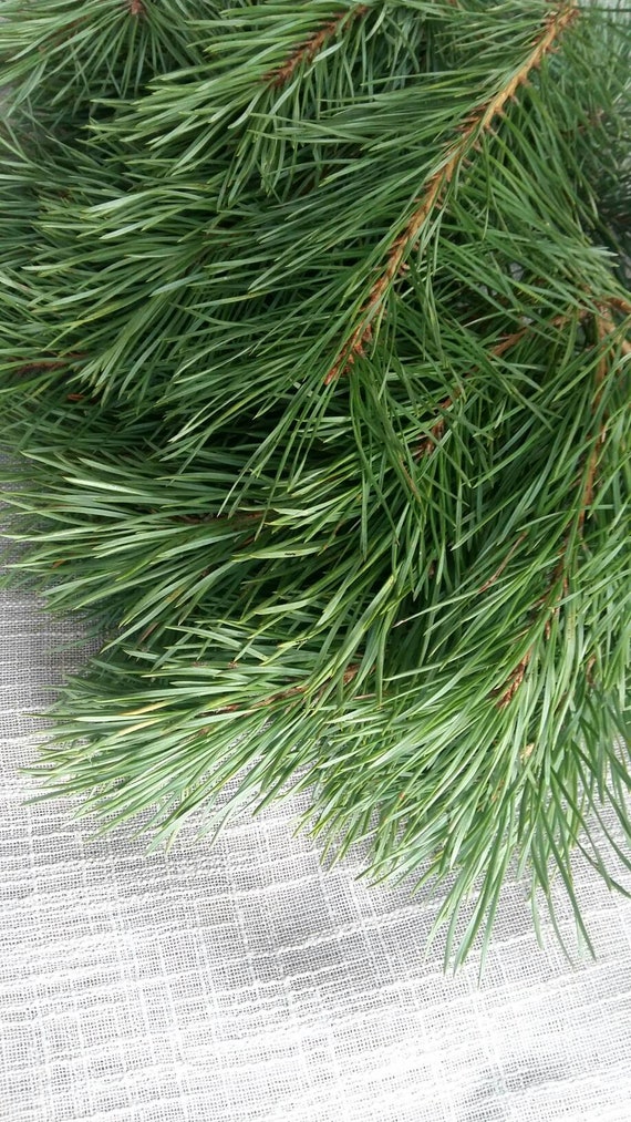 25 Fresh Cut Pine Branches Natural Pine Needles Green Garland Pine Greenery  Wedding Forest Garland Supply Woodland Branches Mantel Garland 