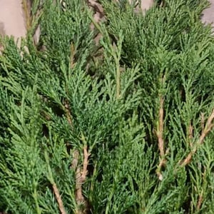 Può includere: Un mazzo di rametti di cedro verdi con steli marroni. I rametti sono disposti in un fascio sciolto.
