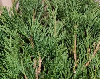 20 green Juniper branches fresh cut green branch craft incense health cleaning flat juniper thanksgiving garland evergreen rustic home decor