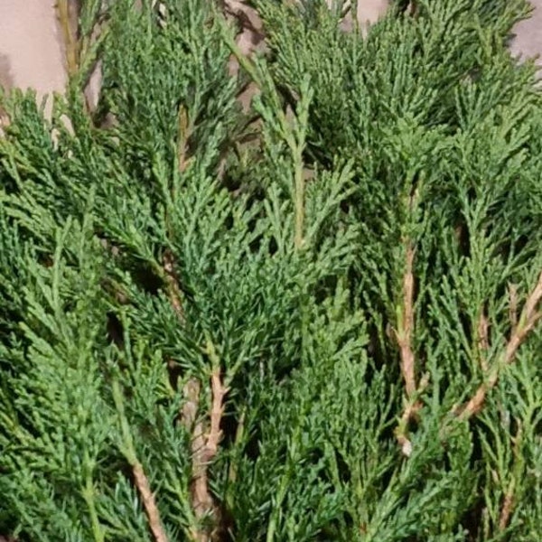 20 green Juniper branches fresh cut green branch craft incense health cleaning flat juniper thanksgiving garland evergreen rustic home decor