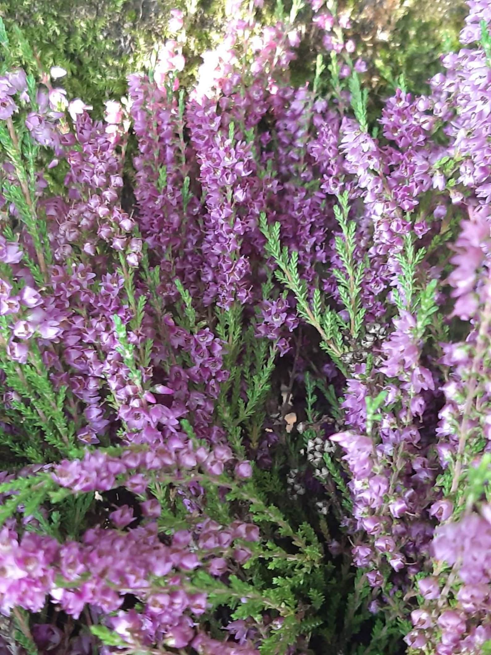 Dried Heather Flowers Bouquet Wedding Bouquet Forest Flowers Etsy