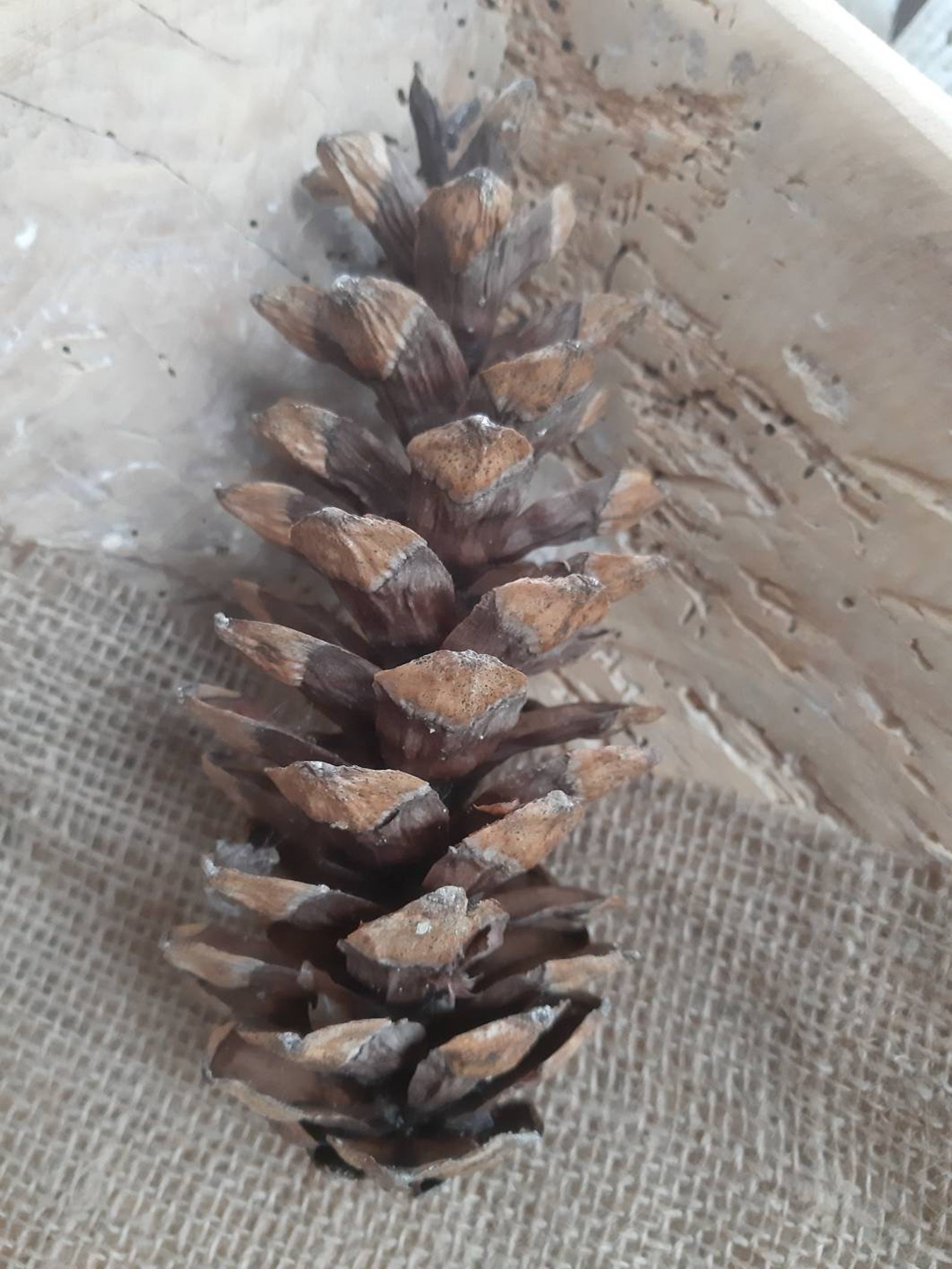 Large white pine cones decorative cone Idaho White Pine Etsy