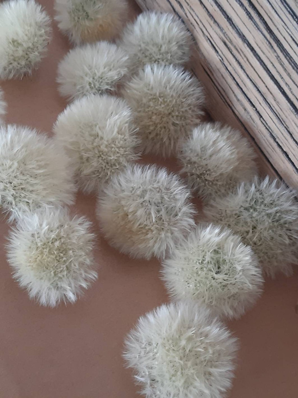 25 Dried Dandelion heads dandelion buds craft dried flowers Etsy