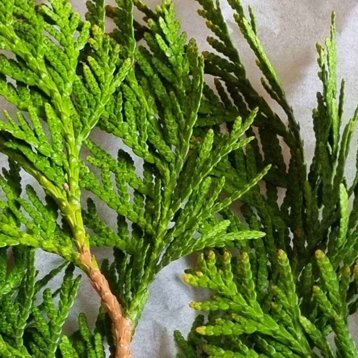 Cedar branches 12 green fresh cut natural thuja twigs Smudges Etsy