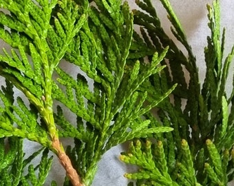Thuja branches 25 green fresh cut natural thuja twigs Smudges cedar evergreens arrangement incense meditation herb cedar Western red cedar