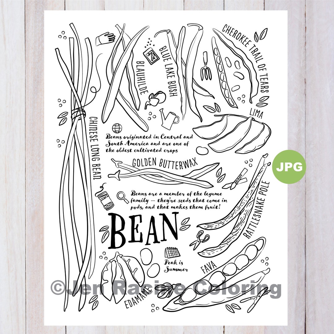 Bean Varieties Coloring Page, Garden Vegetable Art (PDF Download) - Etsy