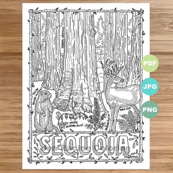 National Park Coloring Page, Sequoia, California, National Park, Landscape, Animal, Plant, Wildflower, Coloring page, Printable