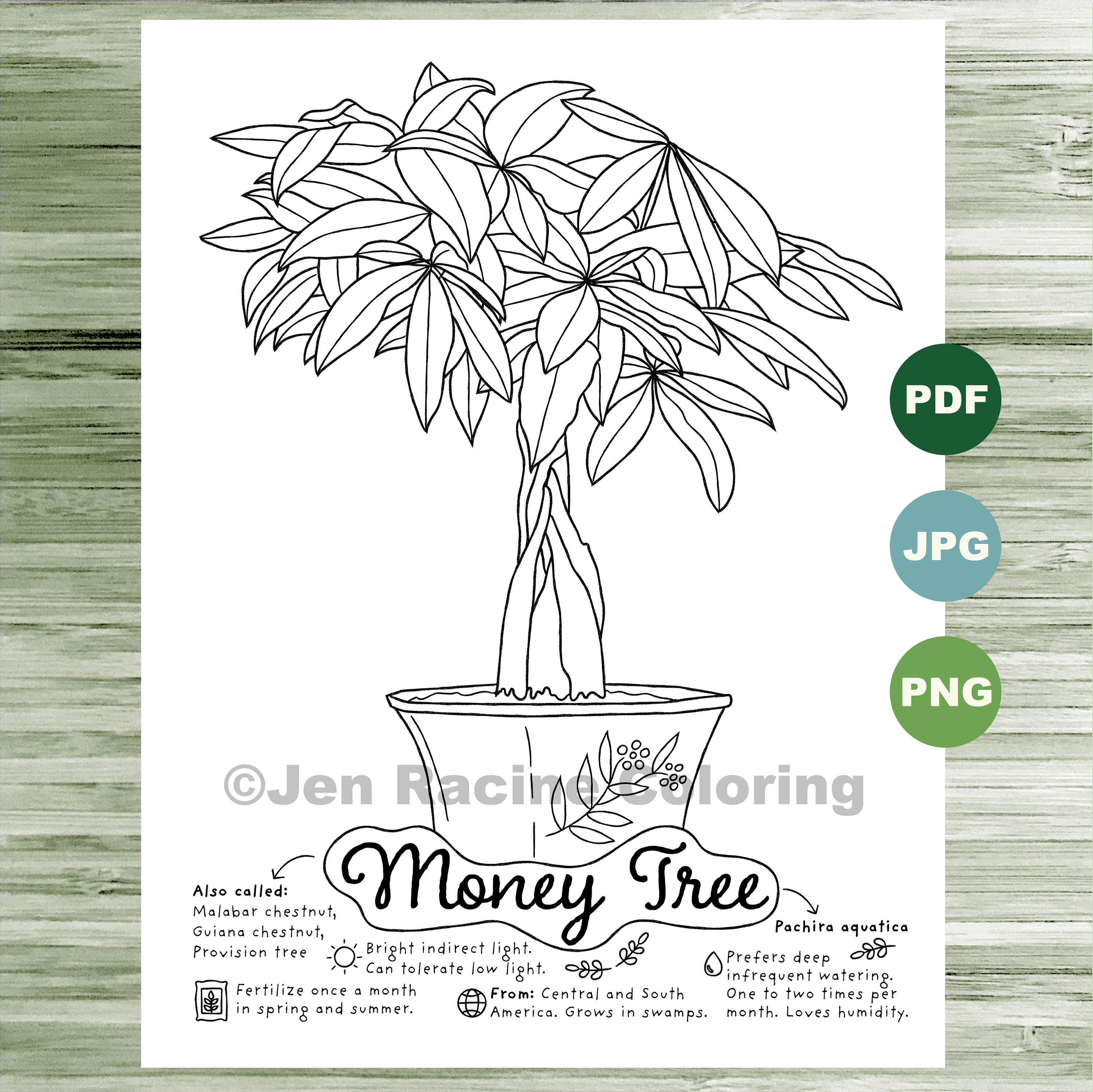 Money Tree Coloring Page Plants Indoor Plant Houseplant Etsy Australia