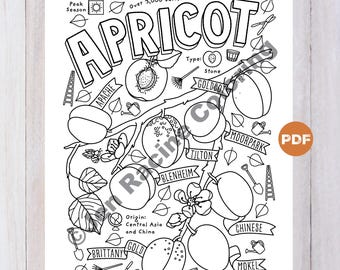 Apricot Varieties Coloring Page, Informative Fruit Art (PDF Digital Download)