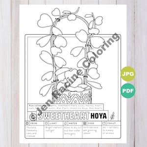 Sweetheart Hoya Coloring Page, Plants, Indoor Plant, Houseplant Art, Adult Coloring Page, Coloring Pages