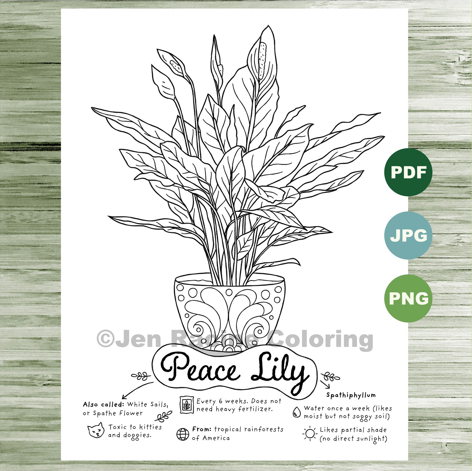 Peace Lily Coloring Page Plants Indoor Plant Houseplant | Etsy