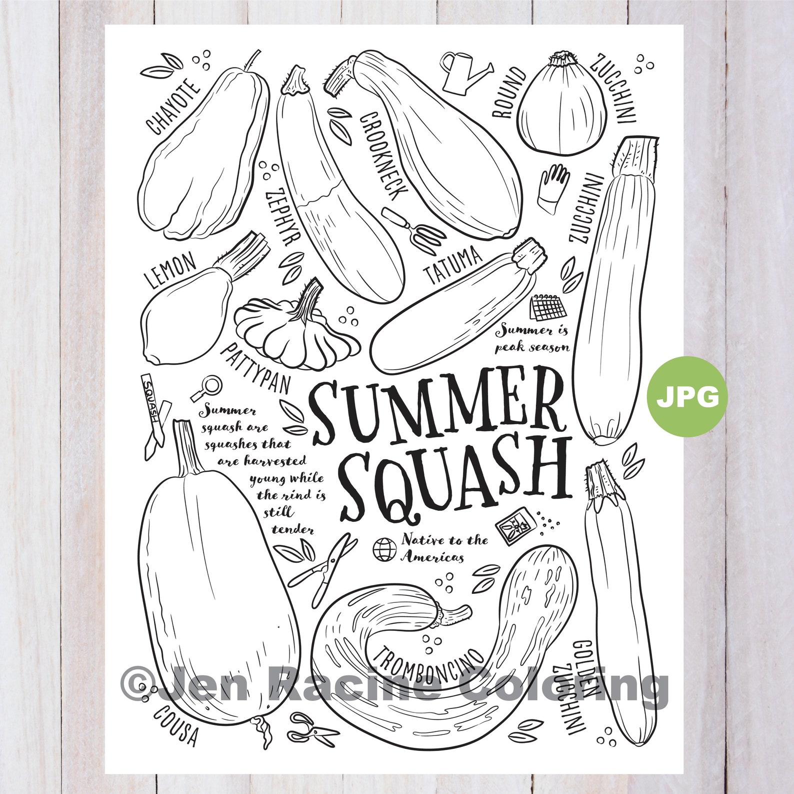 Squash Coloring Page Summer Squash Vegetable Coloring Page | Etsy