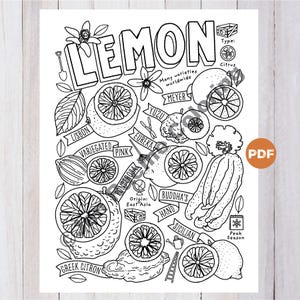 Lemon Coloring Page, Fruit Coloring Page, PDF Digital Download Coloring Page