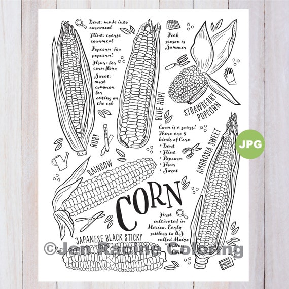 Corn Coloring Page Vegetable Coloring Page Garden