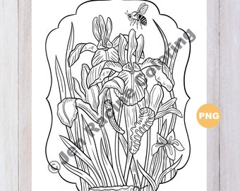 Framed Iris with Caterpillars and Bee Coloring Page, Digital download, PNG