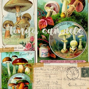 Mushroom Madness