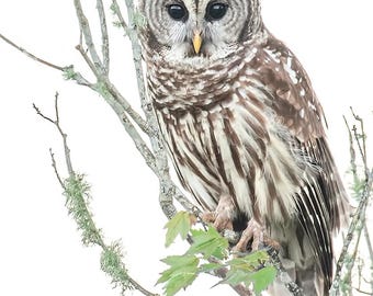 Barred Owl, strix vario, occasion, greeting card, birthday, thank you, invitation, thinking of you, owl, birder, bird watcher