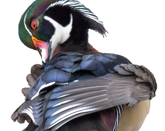 Wood Duck, Aix sponsa, occasion, greeting card, birthday, thank you, invitation, thinking of you, duck, birder, bird watcher