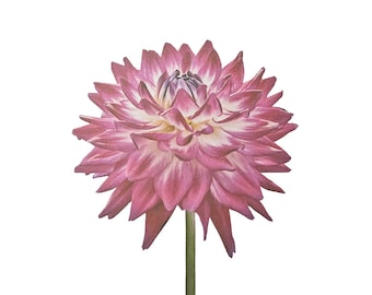 Dutch Explosion Dahlia, greeting card, thank you, anniversary, birthday, invitation, thinking of you, flower, card