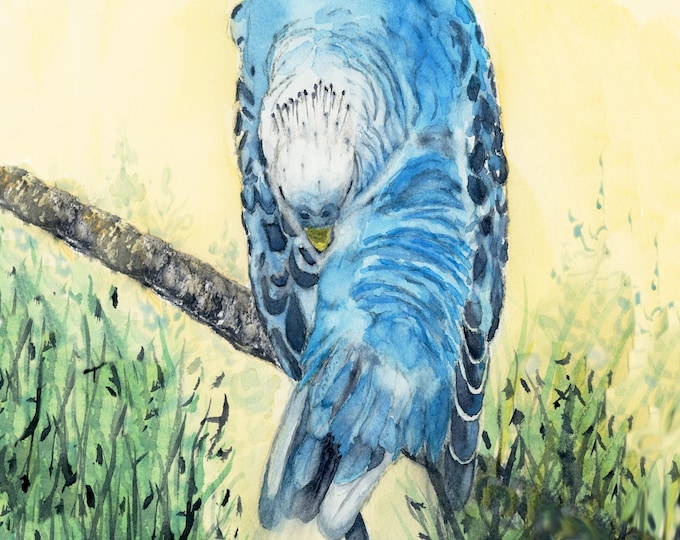 Blue Budgie Resting, Watercolor, Giclee, Print, art, wall art, birds, birder, tropical, artwork, painting, parakeet, blue, sleep