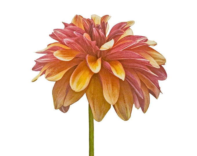 Lady Darlene Dahlia, greeting card, thank you, anniversary, birthday, invitation, thinking of you, flower, card