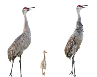 Sandhill crane, Antigone canadensis, greeting card, birthday, thank you, invitation, thinking of you, cran, birder, bird watcher, colt
