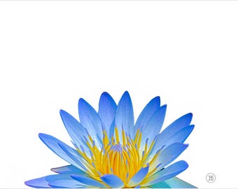 Water lily, greeting card, thank you, anniversary, birthday, invitation, thinking of you, flower, card