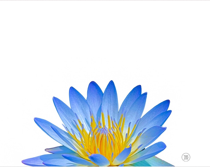 Water lily, greeting card, thank you, anniversary, birthday, invitation, thinking of you, flower, card