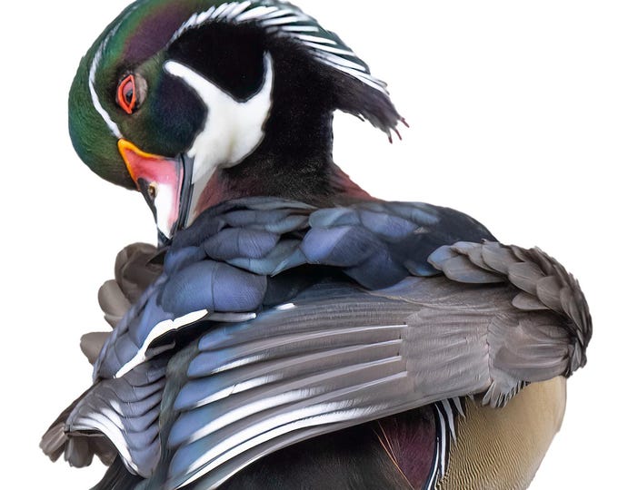 Wood Duck, Aix sponsa, occasion, greeting card, birthday, thank you, invitation, thinking of you, duck, birder, bird watcher