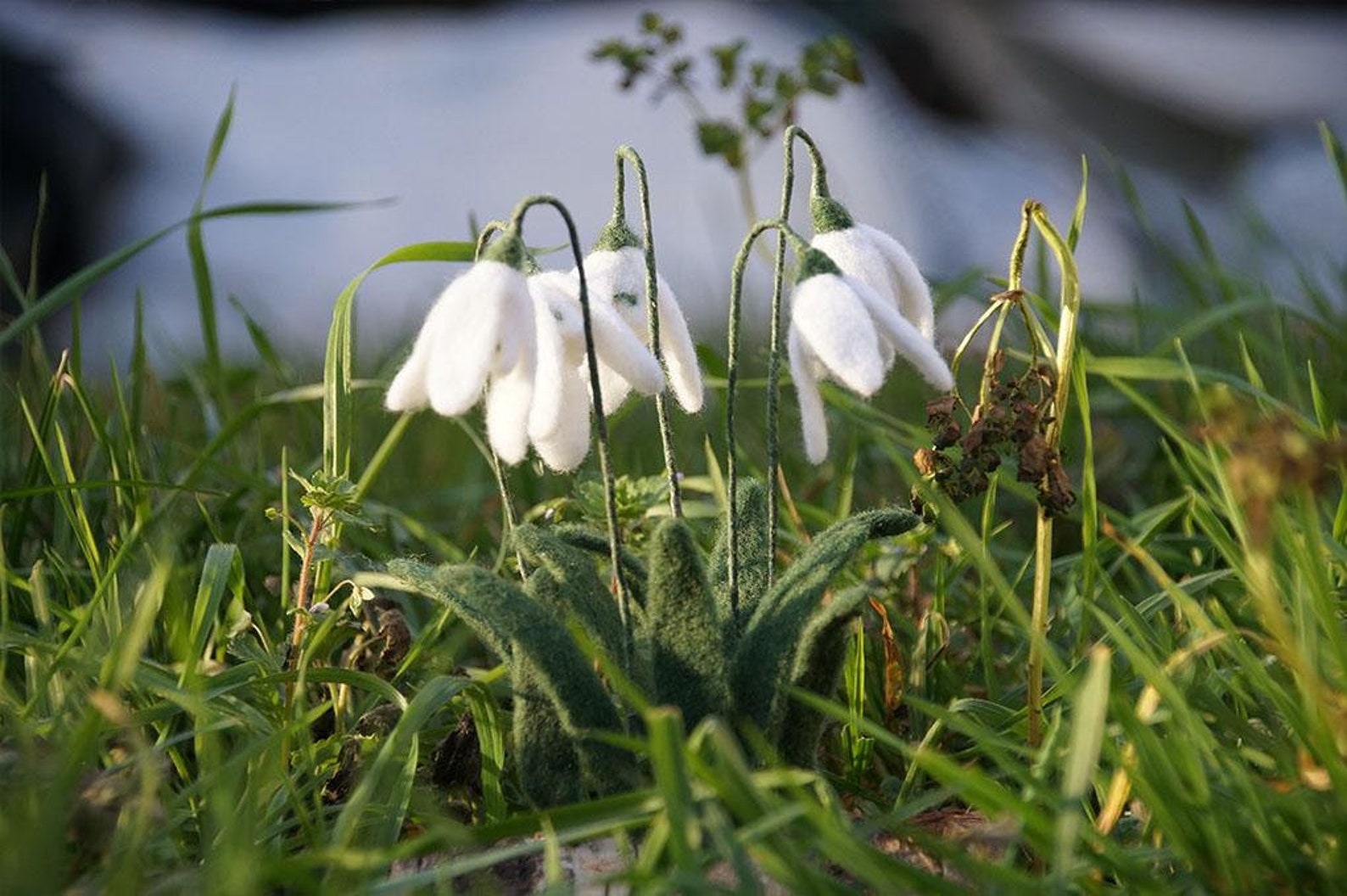 needle and thread snowdrop