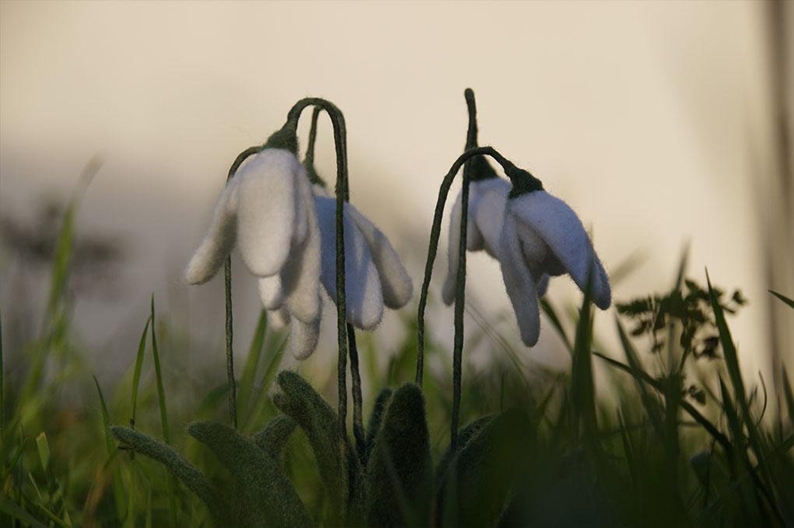needle and thread snowdrop