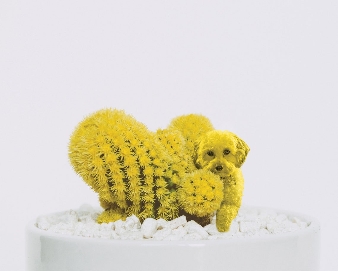 Cactus Dog Digital Photo File High Res 10x8 in. | Etsy