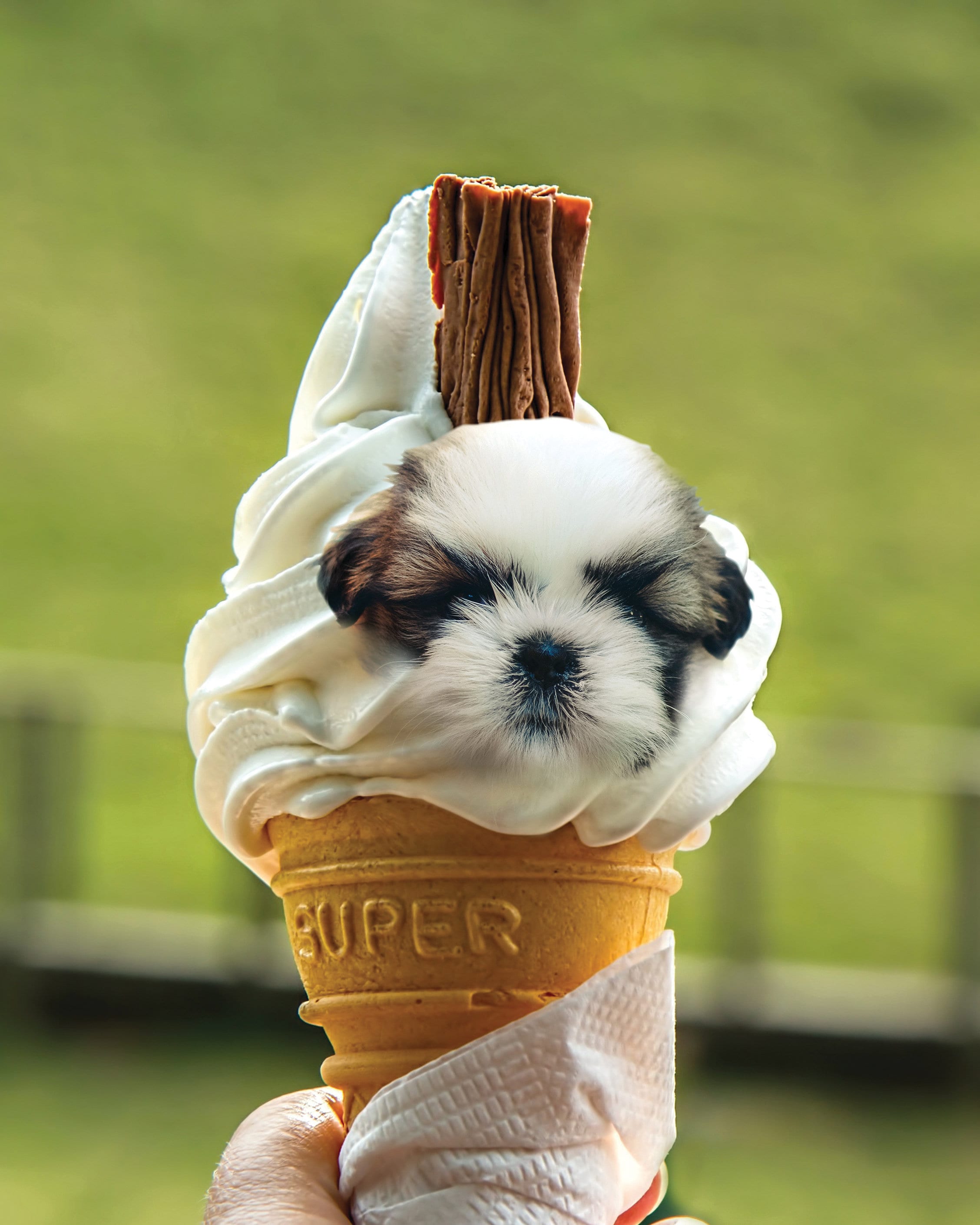 Ice Cream Dog Digital Photo File High Res 10x8 in. Etsy