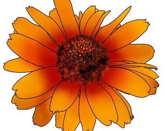 Blanket flower coloring page