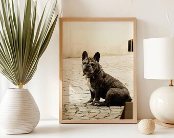 May include: A framed photograph of a brown and black French bulldog sitting on a cobblestone street. The dog is looking to the left of the frame.