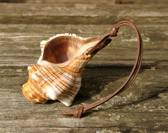 HIGH SOUND Small sea snail horn with amazingly loud sound