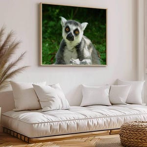 Ringstjärtad lemur digital nedladdning / Utskrivbart fotografi / Digitalt tryck för nedladdning / Digitalt foto / Lemurprimat
