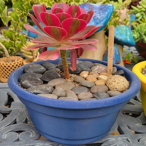 May include: A Pink Lady succulent plant with red and green leaves in a blue pot. The pot is filled with dark grey and tan stones. A wooden plant marker is labelled "Pink Lady". The pot is approximately 20 cm in diameter.