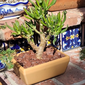 May include: A small, green succulent plant with thick, fleshy leaves, planted in a rectangular, light brown pot. The pot is filled with reddish-brown gravel. The plant is on a brick surface.