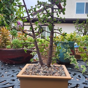 May include: A small bonsai tree in a square, light brown pot. The tree has a brown trunk and branches with small green leaves. The pot is filled with small pebbles. Other potted plants are in the background.