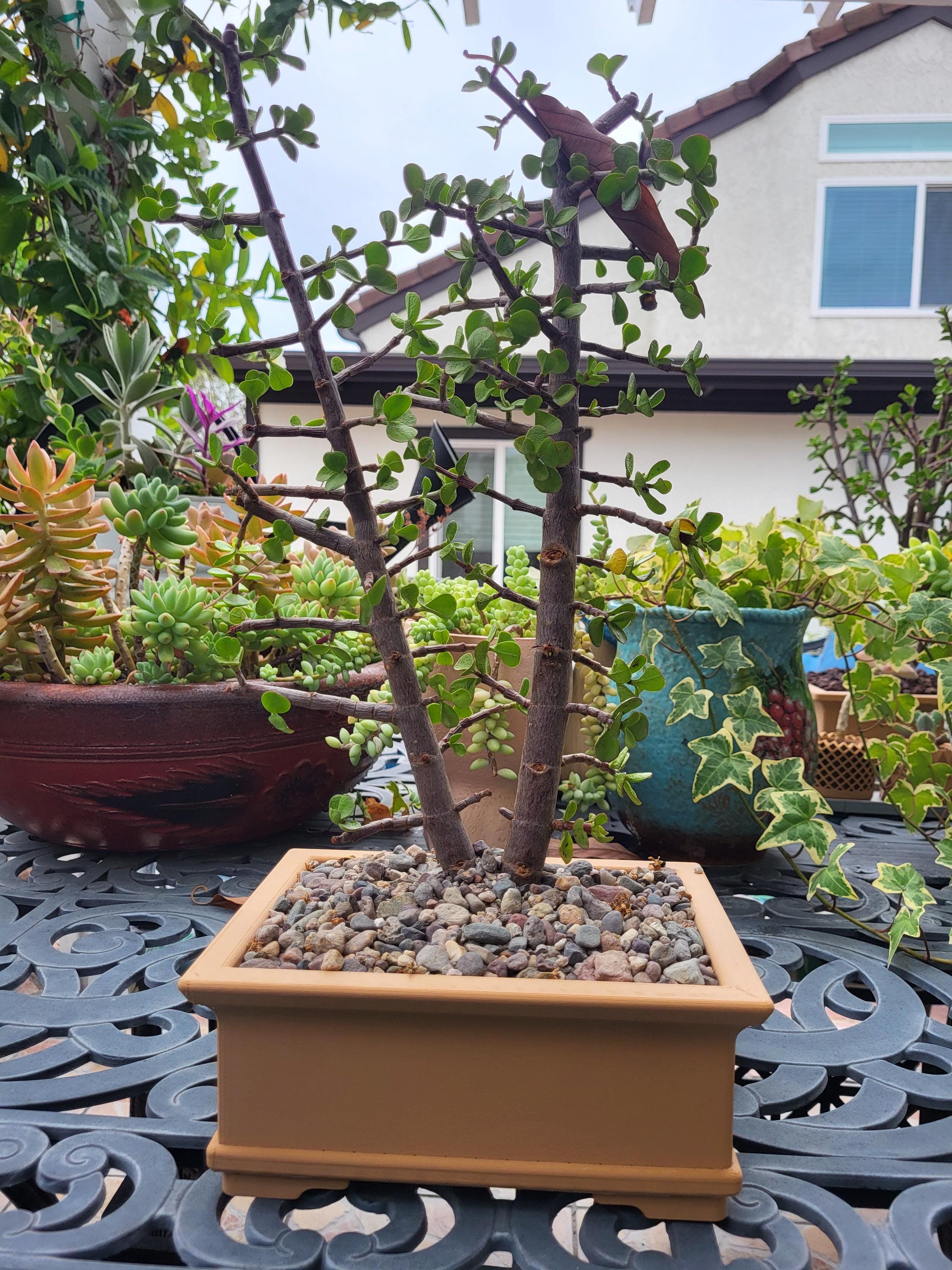 Bonsai pots - Etsy 日本