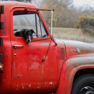 May include: A weathered red Ford truck with a black dog peering out the open driver's side window. The truck shows signs of age with faded paint and rust. The dog has black and white markings.