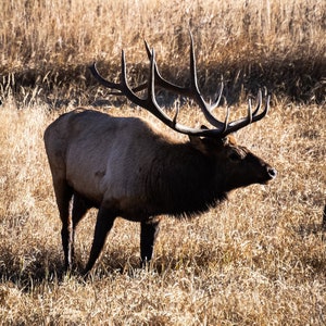 Rocky Mt Bull Elk - 1