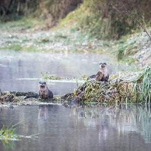 River Otters - Willamette River, Oregon